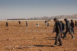 Image du Maroc Professionnelle de  Des ouvriers s'activent à la mise en place d’un système moderne d'arrosage qui laisse passer l’eau petit à petit, dit "goutte à goutte" dans une nouvelle ferme où l’on procède à la plantation d'orangers à Chichaoua, Mardi 27 Février 2007. (Photo / Abdeljalil Bounhar) 